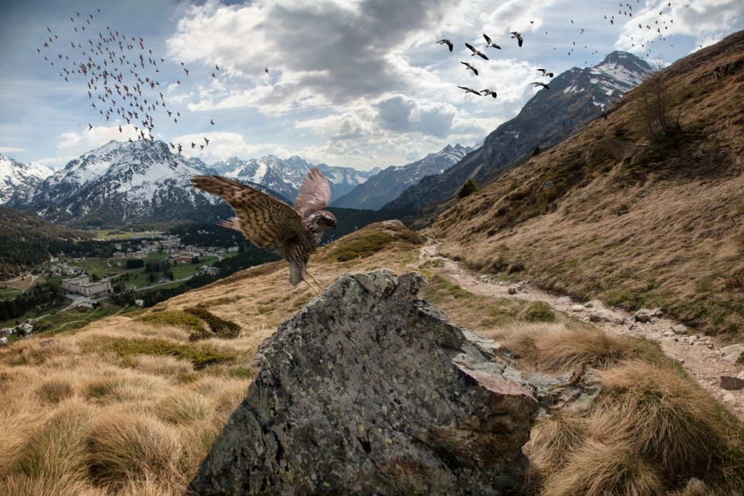 Zugvögel bei Maloja